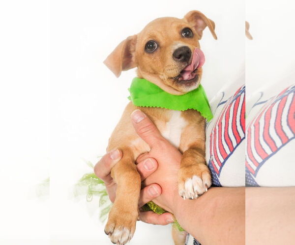 Medium Photo #2 Mutt Puppy For Sale in phoenix, AZ, USA