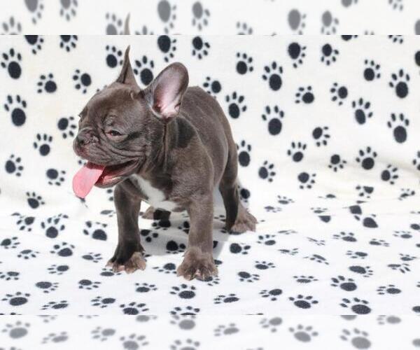 Medium Photo #2 French Bulldog Puppy For Sale in ALPHARETTA, GA, USA