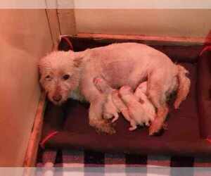Mother of the West Highland White Terrier puppies born on 12/25/2023