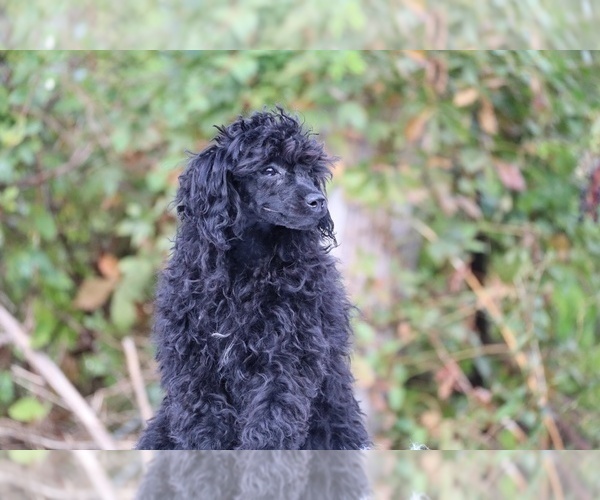 Medium Photo #9 Poodle (Toy) Puppy For Sale in DYERSBURG, TN, USA