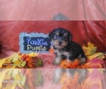Puppy Cupcake Yorkshire Terrier