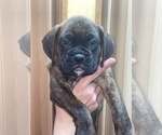 Small Photo #3 Boxer Puppy For Sale in HAMILTON, NJ, USA