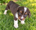 Puppy Puppy 4 Aussiedox