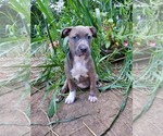 Puppy Puppy 1 big be American Pit Bull Terrier