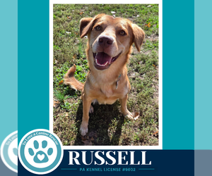 Labrador Retriever Dogs for adoption in Kimberton, PA, USA
