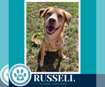 Russell 100326 - Male Labrador Retriever Dog for Adoption - Small photo