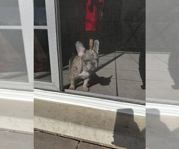 Medium Photo #1 French Bulldog Puppy For Sale in LYNWOOD, IL, USA
