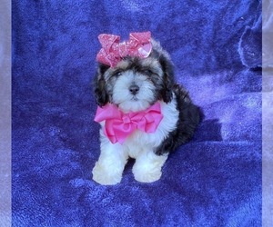 Cavapoo Puppy for sale in CAMPBELLSVILLE, KY, USA