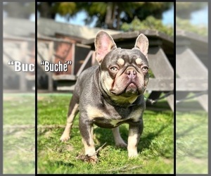 Father of the French Bulldog puppies born on 12/06/2023