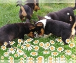 Small Photo #64 Pembroke Welsh Corgi-Scottish Terrier Mix Puppy For Sale in GREELEY, CO, USA