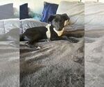 Small #4 Mutt