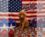 Small #1 Poodle (Standard)