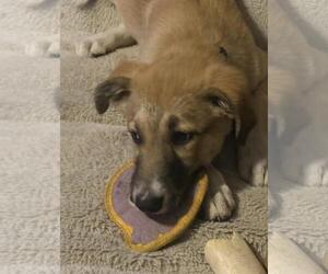 German Shepherd Dog-Unknown Mix Dogs for adoption in Incline Village, NV, USA