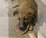 Small German Shepherd Dog Mix