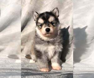 Pomsky Puppy for sale in SAVOY, MA, USA