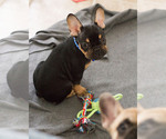 Small Photo #5 French Bulldog Puppy For Sale in MILWAUKEE, WI, USA