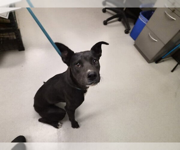 Medium Photo #1 Labrador Retriever-Staffordshire Bull Terrier Mix Puppy For Sale in Corona, CA, USA