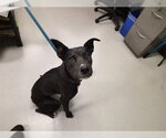 Small Labrador Retriever-Staffordshire Bull Terrier Mix