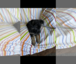 Small Photo #5 German Shepherd Dog Puppy For Sale in WATKINS, MN, USA
