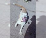Small #5 Siberian Husky Mix