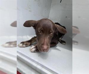 Australian Kelpie-Labrador Retriever Mix Dogs for adoption in Houston, TX, USA