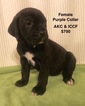 Small Photo #1 Cane Corso Puppy For Sale in SMITHVILLE, MS, USA