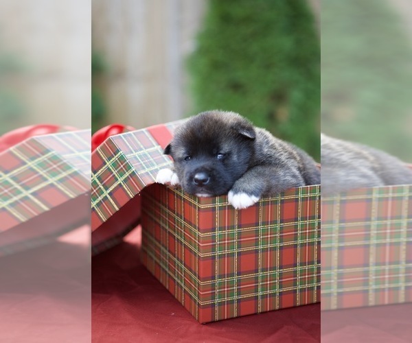 Medium Photo #19 Akita Puppy For Sale in LOUISVILLE, KY, USA