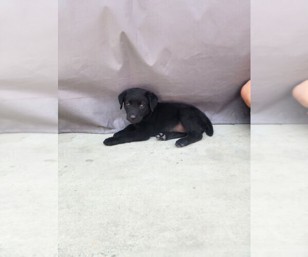 Medium Photo #2 Labrador Retriever-Unknown Mix Puppy For Sale in Dana Point, CA, USA