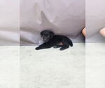 Small #1 Labrador Retriever Mix