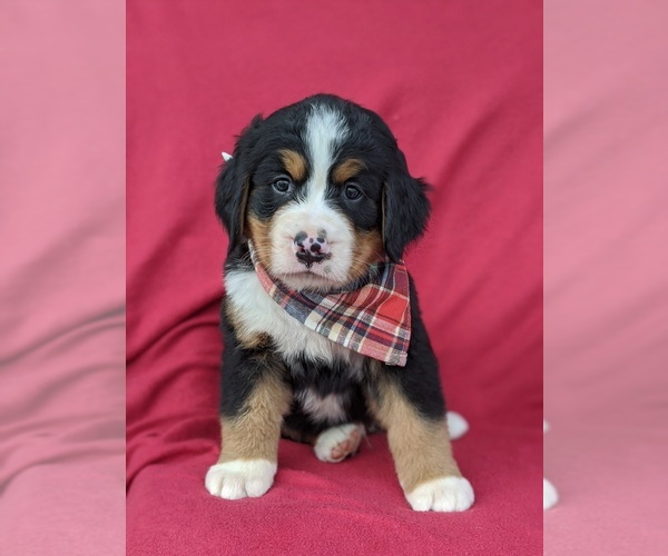 View Ad: Bernese Mountain Dog Puppy for Sale near New South Wales