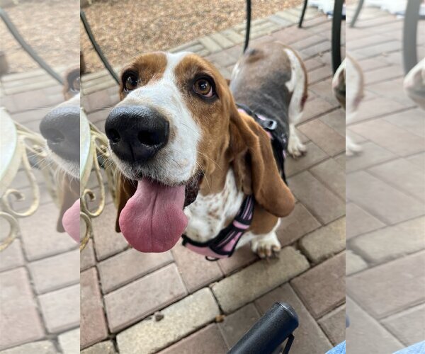 Medium Photo #3 Basset Hound Puppy For Sale in Austin, TX, USA