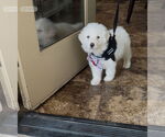 Small #5 Great Pyrenees