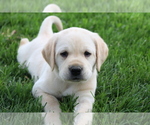 Puppy Gold Puff Labrador Retriever