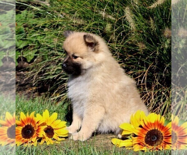 Medium Photo #2 Pomeranian Puppy For Sale in PARADISE, PA, USA
