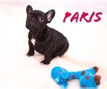 Small Photo #9 French Bulldog Puppy For Sale in PEARLAND, TX, USA