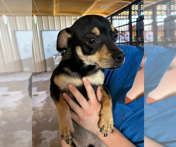 Medium Photo #1 Chihuahua-Unknown Mix Puppy For Sale in Cranston, RI, USA