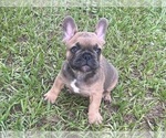 Small Photo #1 French Bulldog Puppy For Sale in SEBRING, FL, USA