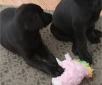 Small Photo #4 Labrador Retriever Puppy For Sale in ORANGE, MA, USA