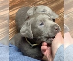 Small Photo #4 Labrador Retriever Puppy For Sale in HADLOCK, WA, USA