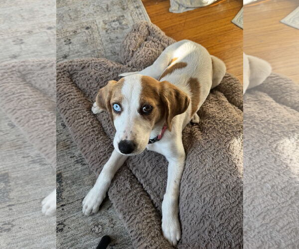 Medium Photo #4 American Foxhound-Unknown Mix Puppy For Sale in Minneapolis, MN, USA