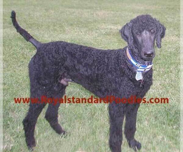Full screen Photo #1 Poodle (Standard) Puppy For Sale in FLATONIA, TX, USA