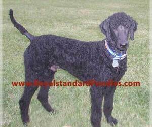 Poodle (Standard) Puppy for sale in FLATONIA, TX, USA