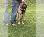 Small Photo #3 Mastiff Puppy For Sale in EAST SPARTA, OH, USA
