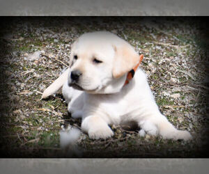 Labrador Retriever Puppy for Sale in HAMILTON, Montana USA