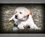 Small Photo #1 Labrador Retriever Puppy For Sale in HAMILTON, MT, USA