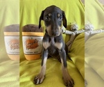 Small Photo #4 Doberman Pinscher Puppy For Sale in JURUPA VALLEY, CA, USA