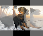Small #5 Doberman Pinscher