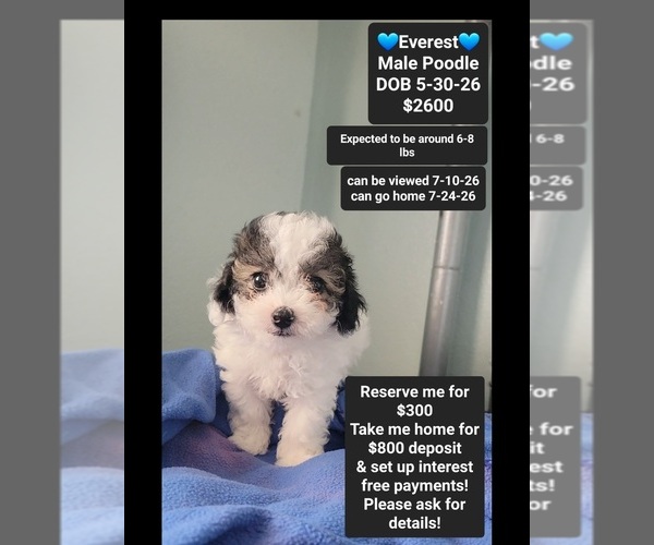 Medium Photo #1 Poodle (Toy) Puppy For Sale in TUCSON, AZ, USA