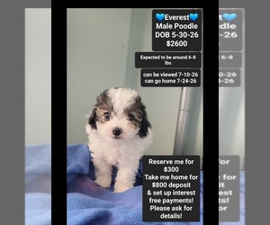 Poodle (Toy) Puppy for sale in TUCSON, AZ, USA