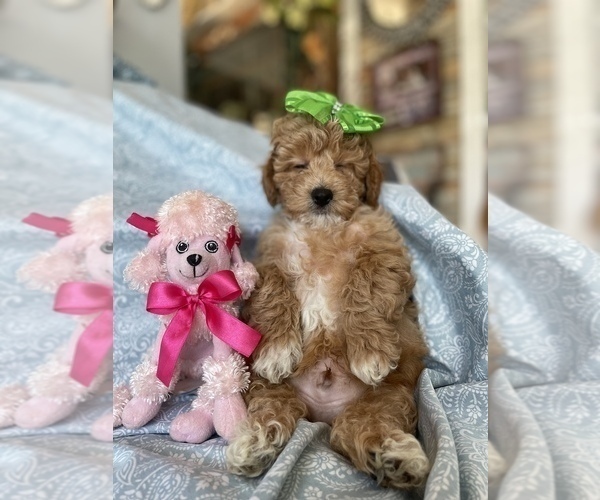 Medium Photo #8 Maltipoo Puppy For Sale in FEASTERVILLE TREVOSE, PA, USA